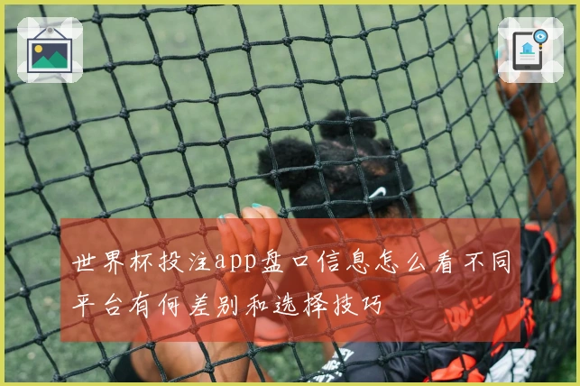 世界杯投注app盘口信息怎么看不同平台有何差别和选择技巧
